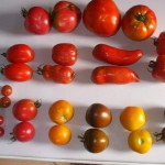 Les tomates du potager