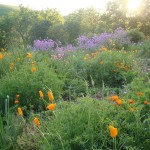 potager_orange_violet